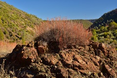 Eriogonum tripodum