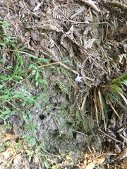 Wahlenbergia violacea