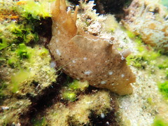Aplysia sydneyensis