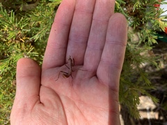 Notomantis chlorophana