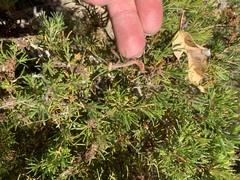 Notomantis chlorophana