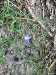 Wahlenbergia violacea