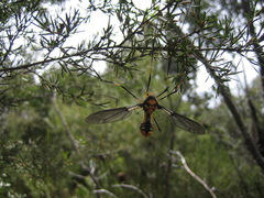 Leptotarsus imperatorius