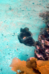 Irciniidae