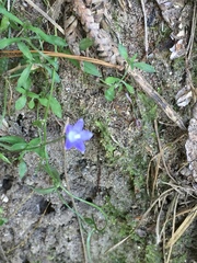 Wahlenbergia violacea