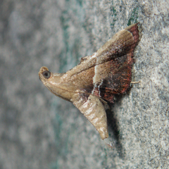 Endotricha repandalis