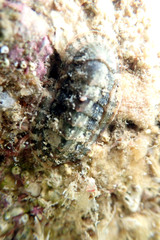 Rhyssoplax tricostalis