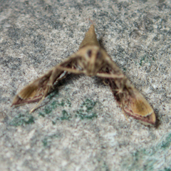 Endotricha repandalis