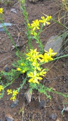 Haplophyllum dauricum