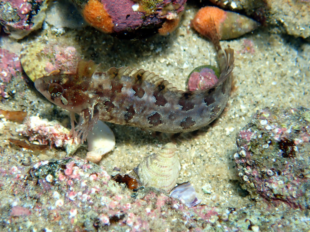 Ogilby's Weedfish