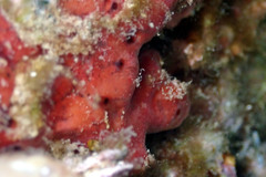 Clathria