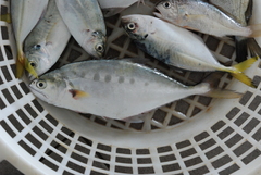 Scomberoides commersonnianus