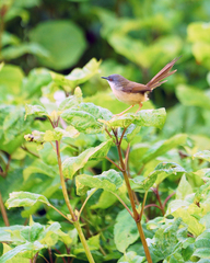 Prinia flaviventris sonitans