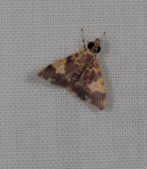 Taurometopa phoenicozona