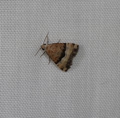 Pseudozarba orthopetes