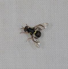 Bactrocera frauenfeldi