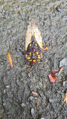 Macrotristria angularis