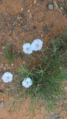 Convolvulus ammannii
