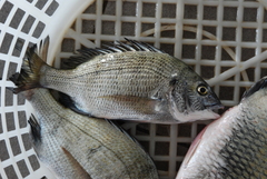 Acanthopagrus schlegelii