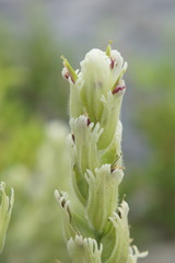 Castilleja pallida