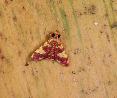 Taurometopa phoenicozona