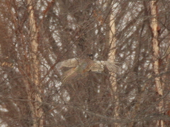 Phasianus colchicus pallasi