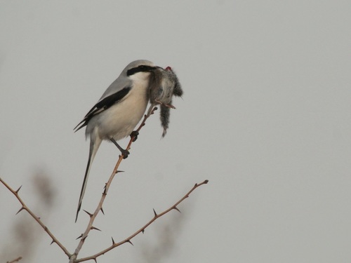 Chinese Grey Shrike (Lanius sphenocercus), photo 9