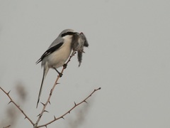 Lanius sphenocercus