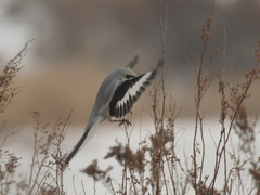 Lanius sphenocercus