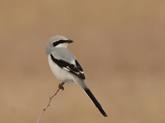 Lanius sphenocercus