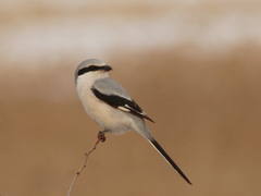 Lanius sphenocercus