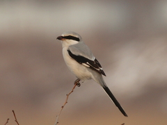 Lanius sphenocercus