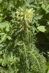 Pedicularis condensata