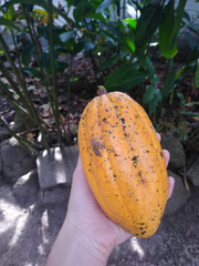 Theobroma cacao