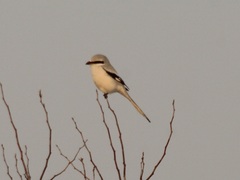Lanius sphenocercus