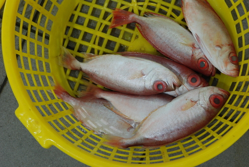 Bigeye (Priacanthus macracanthus) — Priacanthidae — 2