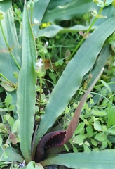 Cryptocoryne spiralis