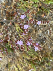Limonium companyonis