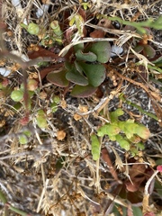Limonium companyonis