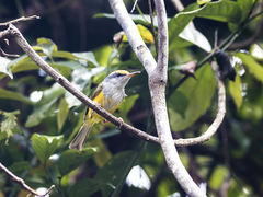 Phyllergates cucullatus