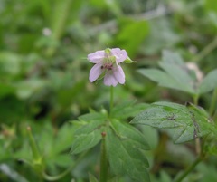 Geranium sibiricum