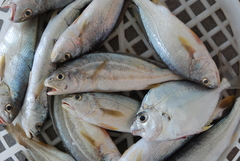 Johnius distinctus