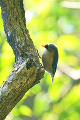 Sitta frontalis frontalis