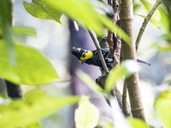 Machlolophus spilonotus