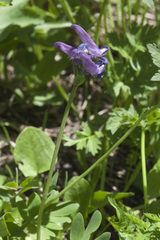 Corydalis conorhiza