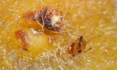 Otitesella