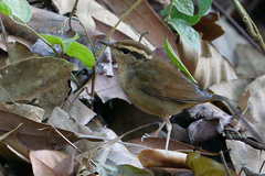 Urosphena squameiceps