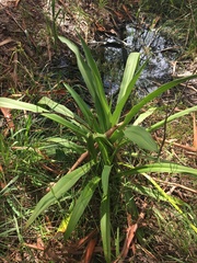 Crinum pedunculatum