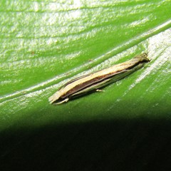 Erechthias stilbella