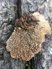 Fungi